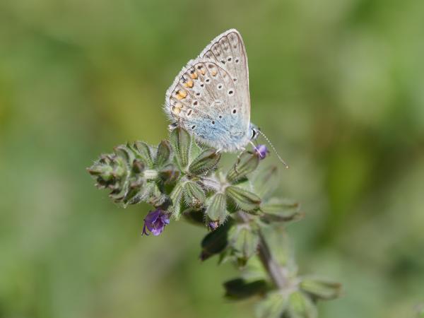 <h3>Polyommatus&nbsp;icarus / Common&nbsp;blue / Icarusblauwtje</h3>OM-1 Mark II met OLYMPUS M.150-400mm F4.5, 1/2000 sec  bij F4.5, ISO 400, afstand 3.10&nbsp;m